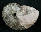 Wide Black Nautilus Fossil - Belmont, France #4498-2